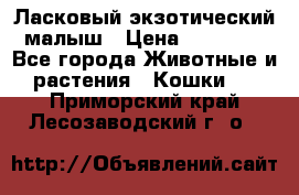 Ласковый экзотический малыш › Цена ­ 25 000 - Все города Животные и растения » Кошки   . Приморский край,Лесозаводский г. о. 